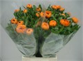 Календула-Calendula-Green Spot Or--/55cm 3920297d-0e86-11ee-0a80-071d0047efe1
