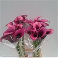 Калла-Zantedechia-Accent-70cm 392d527b-8f34-11f0-0a80-049200193b23