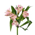 Альстромерия-Alstroemeria-Wonder Sweet-75cm-55gr 396af17a-f48a-11ed-0a80-00f200045e7f