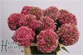Гортензия-Hydrangea-M Glow Alps Cl-70cm 399f9e7a-8f34-11f0-0a80-049200193b30
