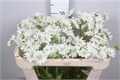 Скабиоза-Scabiosa-C Ov Wit--65cm 39a5aa8a-1977-11ee-0a80-0dbf002e16f1