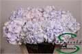 Гортензия-Hydrangea-M Royal Supreme-75cm 39a8a9b8-f48a-11ed-0a80-00f200045e85