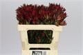 Леукадендрон-Leucadendron-Sal Blush--60cm 0654462f-bc6c-11ef-0a80-1639000ddfb9