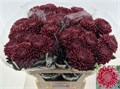 Хризантема одн-Chrysant Gr-Bigoudi Red-75cm-120gr 39aab532-8f34-11f0-0a80-049200193b34