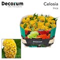 Целозия-Celosia-C  Act Inca-75cm 39b14eb7-bfa6-11ec-0a80-0b4c0008a46f