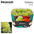 Целозия-Celosia-C  Act Verda-75cm 39bd9140-bfa6-11ec-0a80-0b4c0008a47c