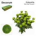 Хризантема куст-Chrysant Tr-Deligreen-70cm-80gr 39cc5ad6-8f34-11f0-0a80-049200193b3d