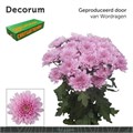 Хризантема куст-Chrysant Tr-Kalimba-70cm-95gr 39cef84b-8f34-11f0-0a80-049200193b40