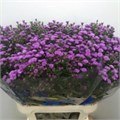Астра-Aster-Nb Pompon-85cm 39e01668-333c-11ed-0a80-06d50007e03c