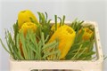 Банксия-Banksia- Hookeriana Yellow-50cm 39e78188-333c-11ed-0a80-06d50007e047