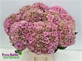 Гортензия-Hydrangea-M Roy Parade Cl-65cm 39eda56d-8f34-11f0-0a80-049200193b45