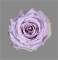 Роза-Rosa-Blue Dream-50cm-QA 39fafcdd-ffee-11ed-0a80-0dbc00182d7a