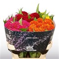 Целозия-Celosia-C Act Gem Fust--75cm 3a00959c-333c-11ed-0a80-06d50007e079