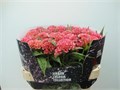 Целозия-Celosia-C Pink Delight-75cm 3a01d43a-bfa6-11ec-0a80-0b4c0008a4ae