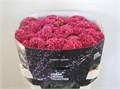 Целозия-Celosia-C  Fashion-75cm 3a083dac-333c-11ed-0a80-06d50007e084