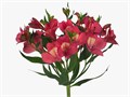 Альстромерия-Alstroemeria-Intezz Pink-70cm-QA 3a09c116-c9f0-11f0-0a80-00be001df72b