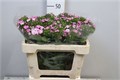 Гвоздика-Dianthus-Barb Am Rose--60cm 3a1a483d-333c-11ed-0a80-06d50007e0a4