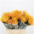 Леукоспермум-Leucospermum-Soleil--40cm 3a3b0c87-333c-11ed-0a80-06d50007e0d9
