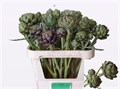 Цинара-Cynara- Sc Green Glob-80cm 3a3d51f3-bfa6-11ec-0a80-0b4c0008a4dc