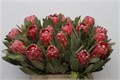 Протея-Protea-Lancelot-60cm 3a49c989-333c-11ed-0a80-06d50007e0f3