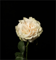 Роза-Rosa-Cotton X-Pression-60cm-AS 3a572753-740f-11ee-0a80-0c57002aaa3d