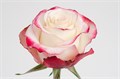 Роза-Rosa-Sweetness-50cm--IS 3a6a7dba-532d-11f0-0a80-02100007757c