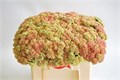 Седум-Sedum-Spectabile--55cm 3a7036a9-333c-11ed-0a80-06d50007e134