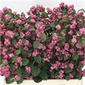 Снежноягодник-Symphoricarpos-Mag Treasure--80cm 3a81e262-333c-11ed-0a80-06d50007e145