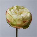 Роза-Rosa-Khela-50cm-PE 3a829d62-bfa9-11ec-0a80-0b4c000b5472