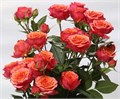 Роза куст-Rosa sp-New Star-40cm-RS 3a8ab908-352a-11ef-0a80-0fd2000b98e3