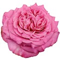 Роза-Rosa-Pink Ashley-40cm-CN 3a9b8a5c-d220-11ee-0a80-00ad001bff57