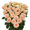 Роза куст-Rosa sp-Sancerre-60cm-Ks 3aa21218-e538-11ed-0a80-0f530001880c