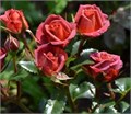 Роза куст-Rosa sp-Chocochino-53cm--Ti 3ab4fa1d-bd95-11f0-0a80-0c29002447bc