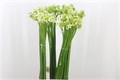 Орнитогалум-Ornitogalum-Saundersiae- 90cm Extra-90cm 3ac48a24-333c-11ed-0a80-06d50007e155