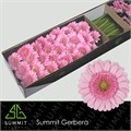 Гербера-Gerbera-Mi Andrina Doos-45cm 00410cf7-7f55-11f0-0a80-16d3001bd024