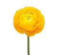 Ранункулус-Ranunculus-Yellow-40cm-IS 3ad0c74d-44db-11ef-0a80-091a0020ce4f