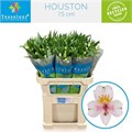 Альстромерия-Alstroemeria-Houston-75cm-50gr 3aed21c6-333c-11ed-0a80-06d50007e15b