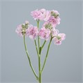 Маттиола куст-Matthiola sp-Pink-70cm-IS 3af08ebd-c9f0-11f0-0a80-00be001df74f