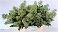 Скиммия-Skimmia-J Yuki Bs-45cm 3b30d226-333c-11ed-0a80-06d50007e161