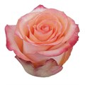 Роза куст-Rosa sp-Fidji-50cm-IS 0696b656-d81d-11ec-0a80-0f86001ca483