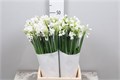 Нарцис-Narcissus-Ta Ziva Paperwhite Ex--45cm 3b37e81a-ac6f-11ed-0a80-07db001380a4