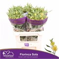Альстромерия-Alstroemeria-Fl Sola-75cm 3b4ef619-333c-11ed-0a80-06d50007e164