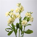 Маттиола куст-Matthiola sp-Yellow-60cm-AO 3b4f278f-870a-11ef-0a80-1780003e0381