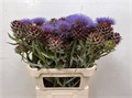Цинара-Cynara- Cardunculus-80cm 3b609cf1-bfa6-11ec-0a80-0b4c0008a5b8