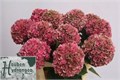 Гортензия-Hydrangea-M Glow Alps Cl-80cm 3b7e441e-bfa4-11ec-0a80-0b4c0006bfad