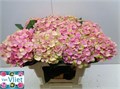 Гортензия-Hydrangea-M Mag Coral-65cm 3ba0e76f-bfa4-11ec-0a80-0b4c0006bfd4