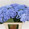 Гортензия-Hydrangea-M Beau Luxor Bl-60cm 3baec42d-bfa4-11ec-0a80-0b4c0006bfe6
