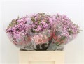 Ваксфлауэр-Chamelacium-Raspber Ripple-60cm 3bbe2574-333c-11ed-0a80-06d50007e173