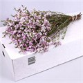 Хамелациум-Chamelaucium-Dancing Queen--80cm-65gr 3bc5aa79-333c-11ed-0a80-06d50007e176
