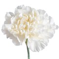 Гвоздика ст-Dianthus st-Polar Route--70cm 3bcc4949-20b9-11ee-0a80-010c00122b3e